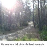 Un sendero del pinar de San Leonardo